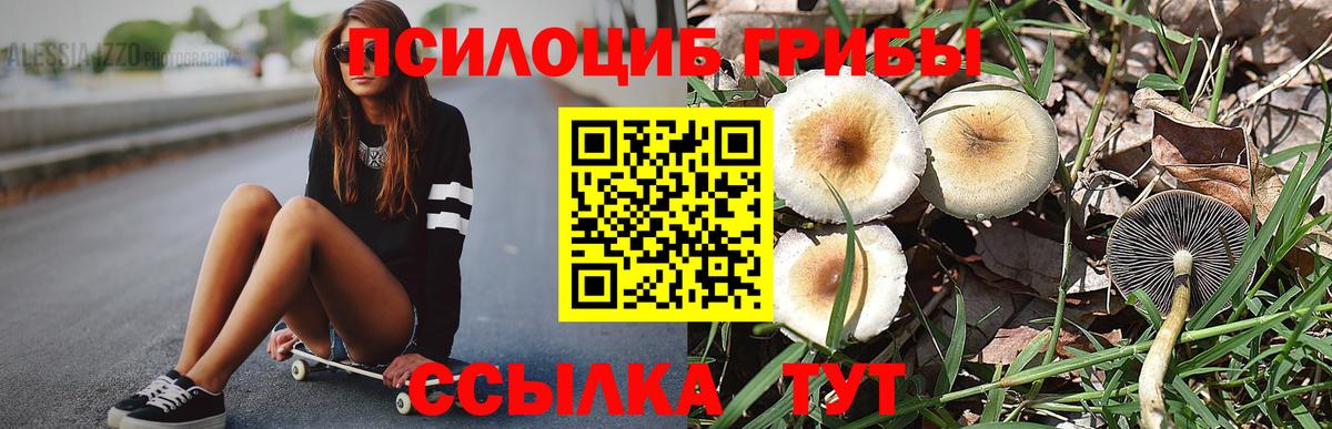 Галлюциногенные грибы Psilocybe Ярцево